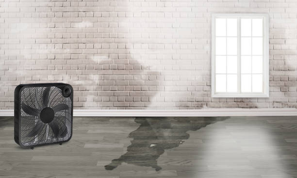 Best 24-hour water damage restoration  in Hicksville, OH